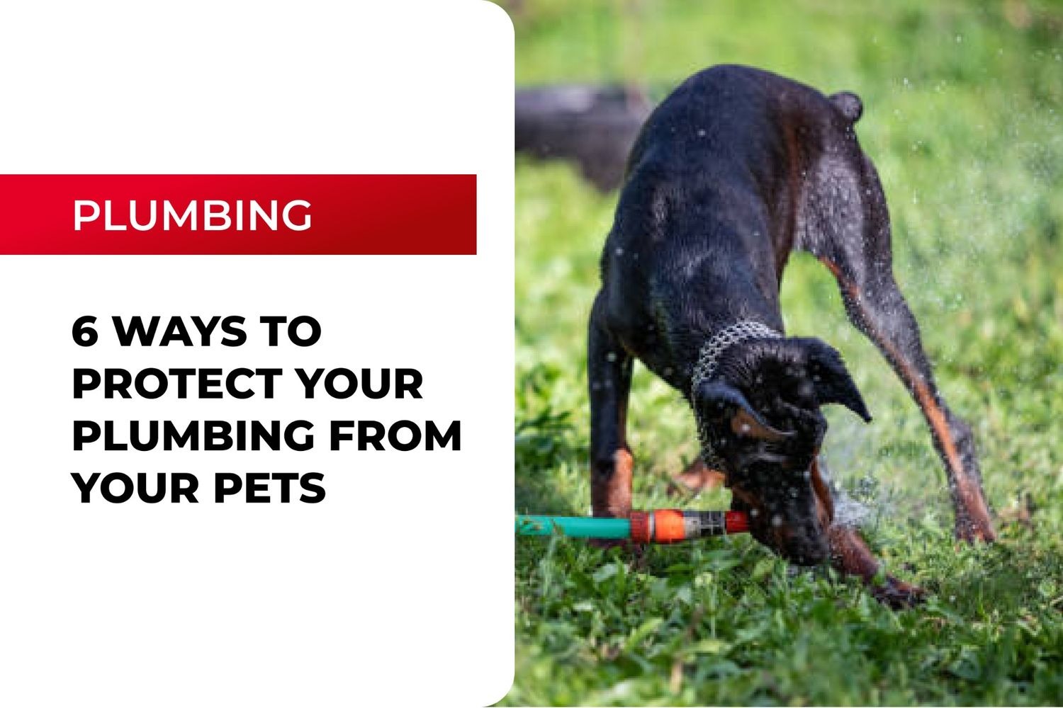 6 Ways to Protect Your Plumbing from Your Pets